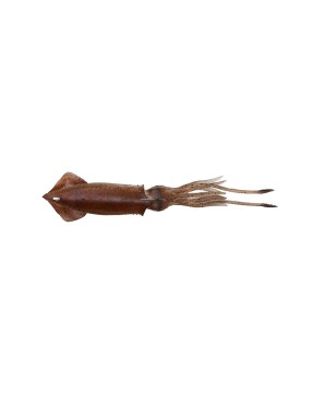 SAVAGE SALT 3D SWIN SQUID 260 MM BROWN UV