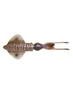 SAVAGE SALT 3D LB SWIN SQUID 250 MM CUTTLEFISH